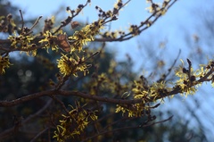 Hamamelis mollis