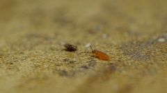 Entomobrya atrocincta