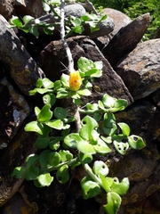 Pereskiopsis diguetii