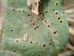 Pucciniaceae
