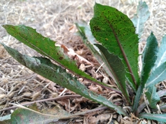 Pucciniaceae