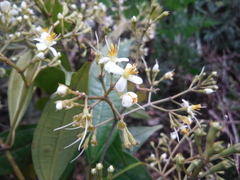 Graffenrieda chrysandra