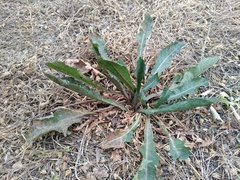 Pucciniaceae