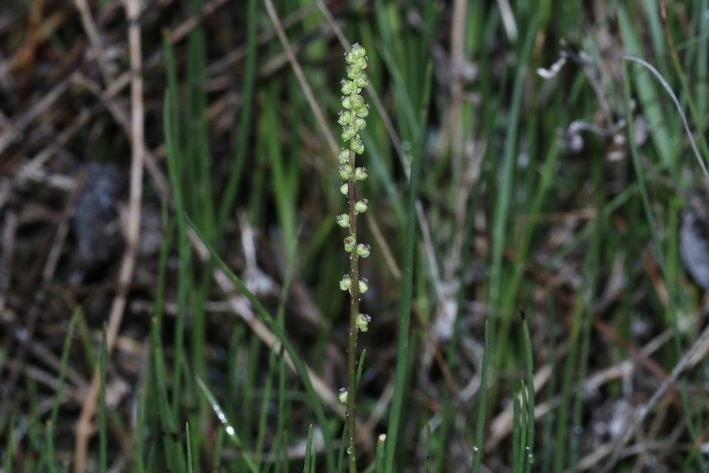 marsh arrowgrass from Wilton No. 472, SK, CA on June 04, 2024 at 07:56 ...
