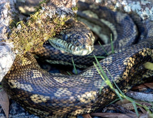 Coastal Carpet Python sighting