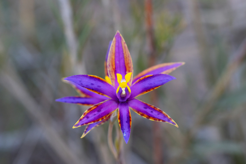 eastern Queen of Sheba (Thelymitra speciosa)