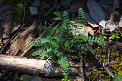 Astragalus tennesseensis