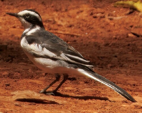 African Pied Wagtail