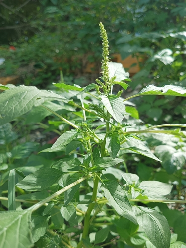 Image of Spiny Amaranth (Amaranthus spinosus) by (c) Wilhelm Joshua Tan, some rights reserved (CC BY)