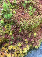 Sphagnum magellanicum