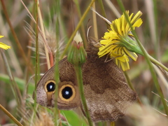 Cercyonis pegala boopis