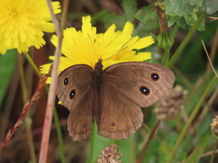 Cercyonis pegala boopis
