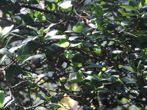 Psychotria hathewayi observed 2025-01-01