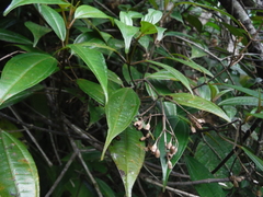 Graffenrieda chrysandra