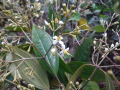 Graffenrieda chrysandra