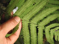 Sphaerostephanos heterocarpos