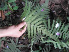 Sphaerostephanos heterocarpos