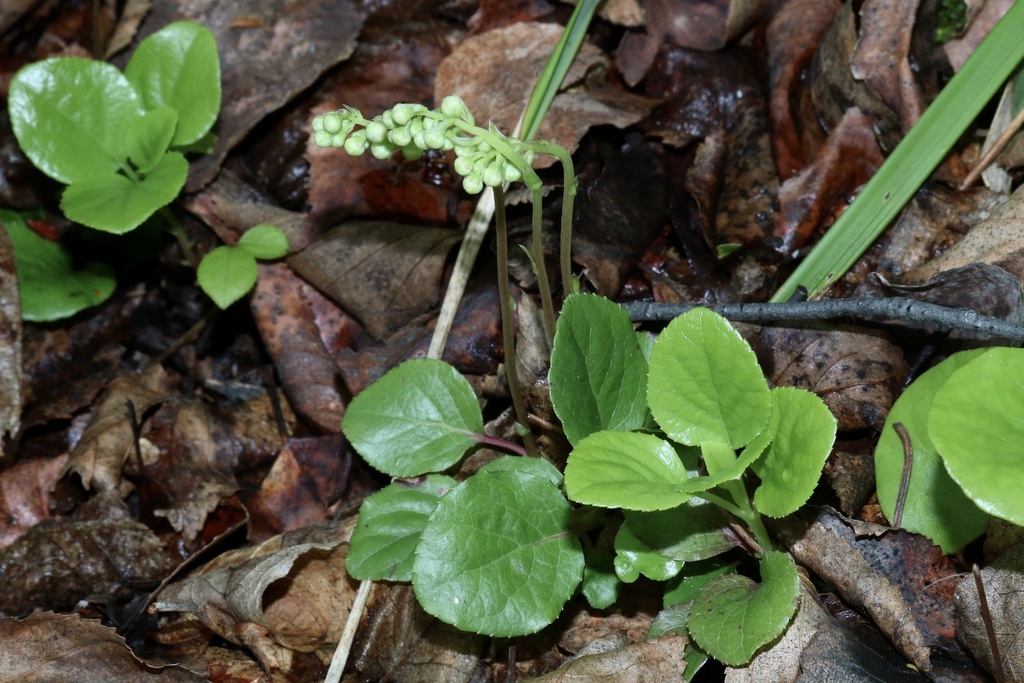 one-sided wintergreen from Wolseley No. 155, SK, CA on June 16, 2024 at ...
