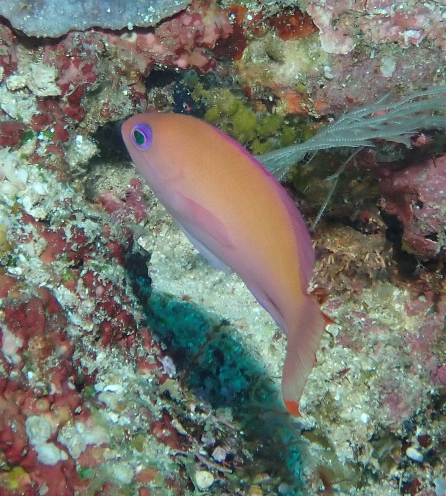 Pink basslet