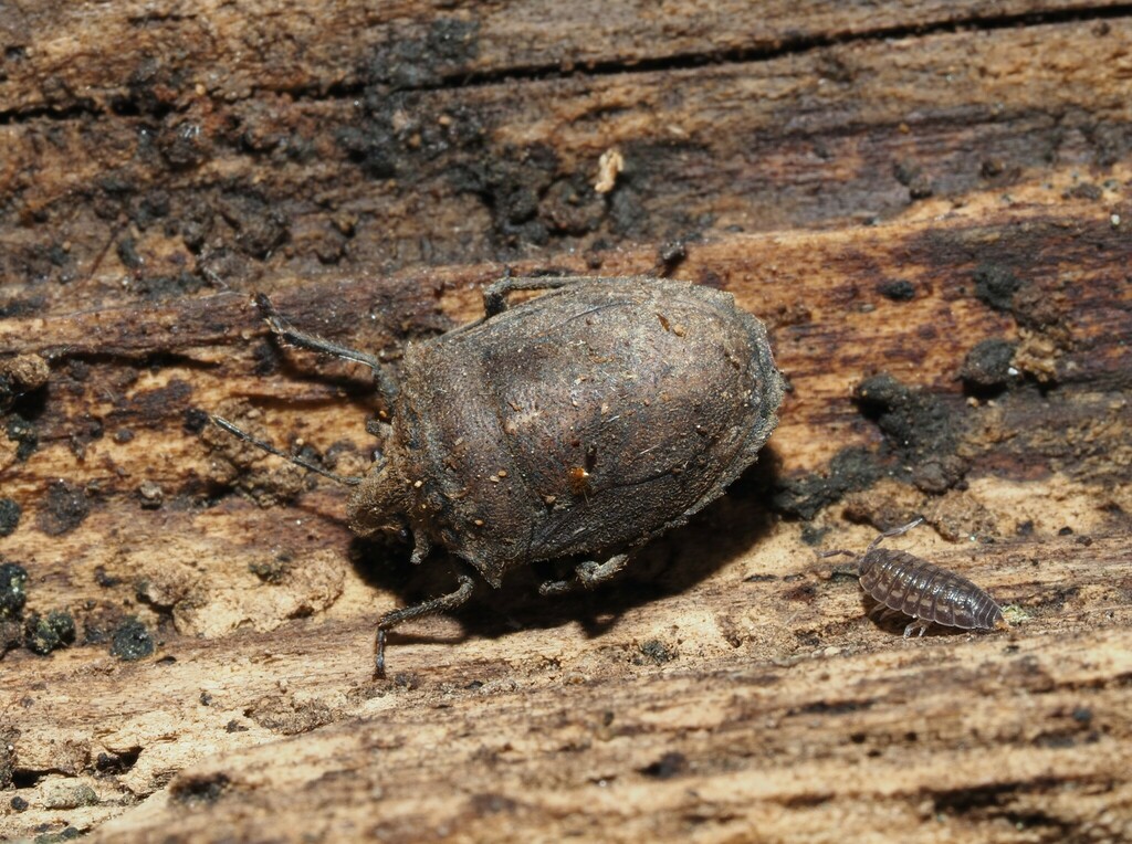 Scotinophara