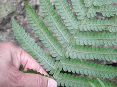 Sphaerostephanos heterocarpos