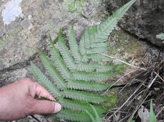 Sphaerostephanos heterocarpos