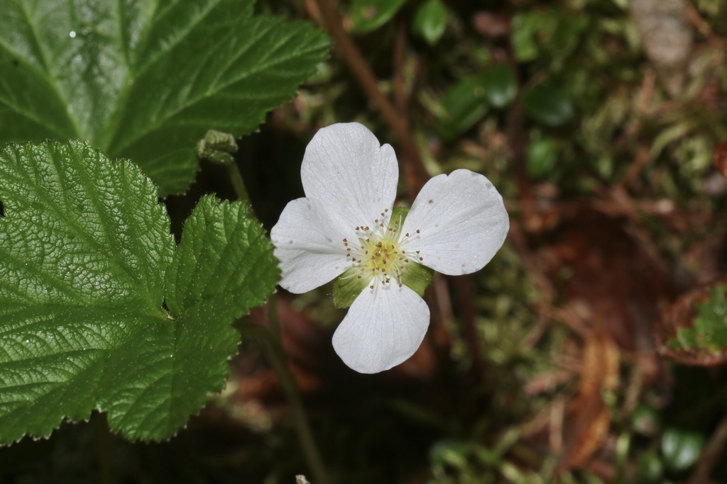 cloudberry from Loon Lake No. 561, SK, CA on June 30, 2024 at 12:58 PM ...