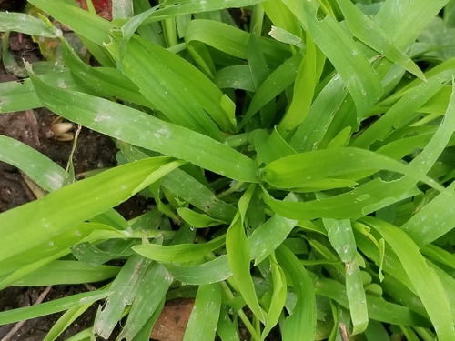 Foto de Capim-dos-jardins