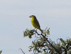 Crithagra sulphurata