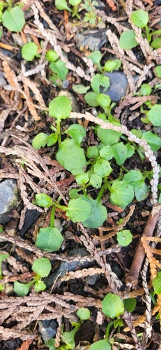 Foto de Lampsana-verdadeira