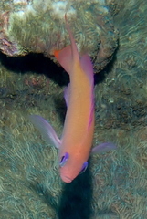 Pseudanthias hypselosoma