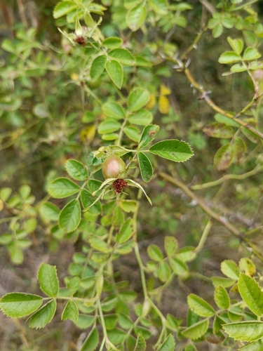 Rosa mosqueta