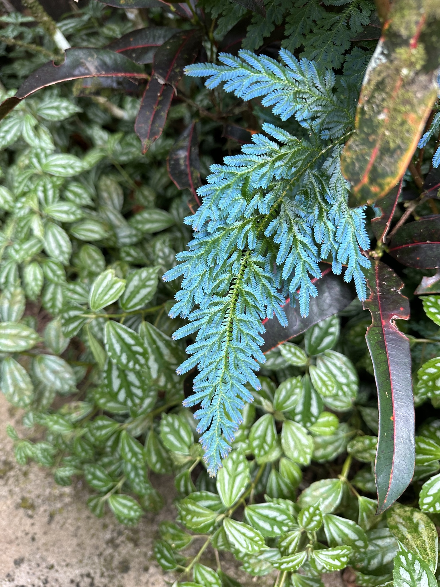 Imagem de Samambaia-azul