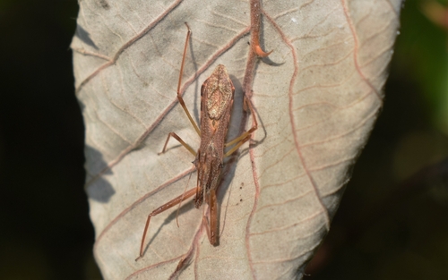 Nagusta goedelii