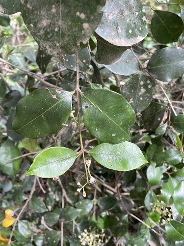 Foto de Pimenteira