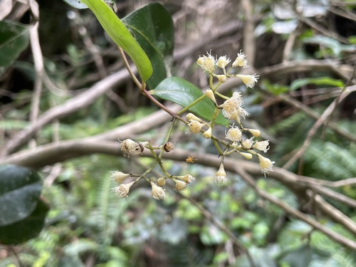 Foto de Pimenteira
