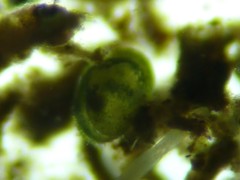 Cyprididae