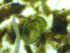 Cyprididae