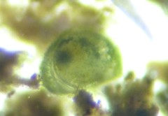 Cyprididae