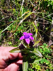 Gentianella auriculata