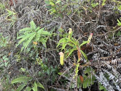 Nepenthes rosea