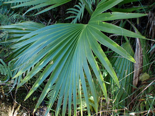 Pritchardia kaalae, 2025-01-01