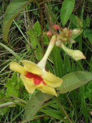 Mandevilla hirsuta