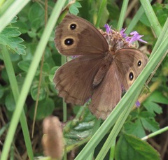 Cercyonis pegala boopis