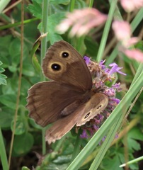 Cercyonis pegala boopis