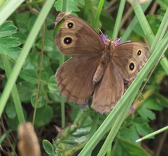 Cercyonis pegala boopis