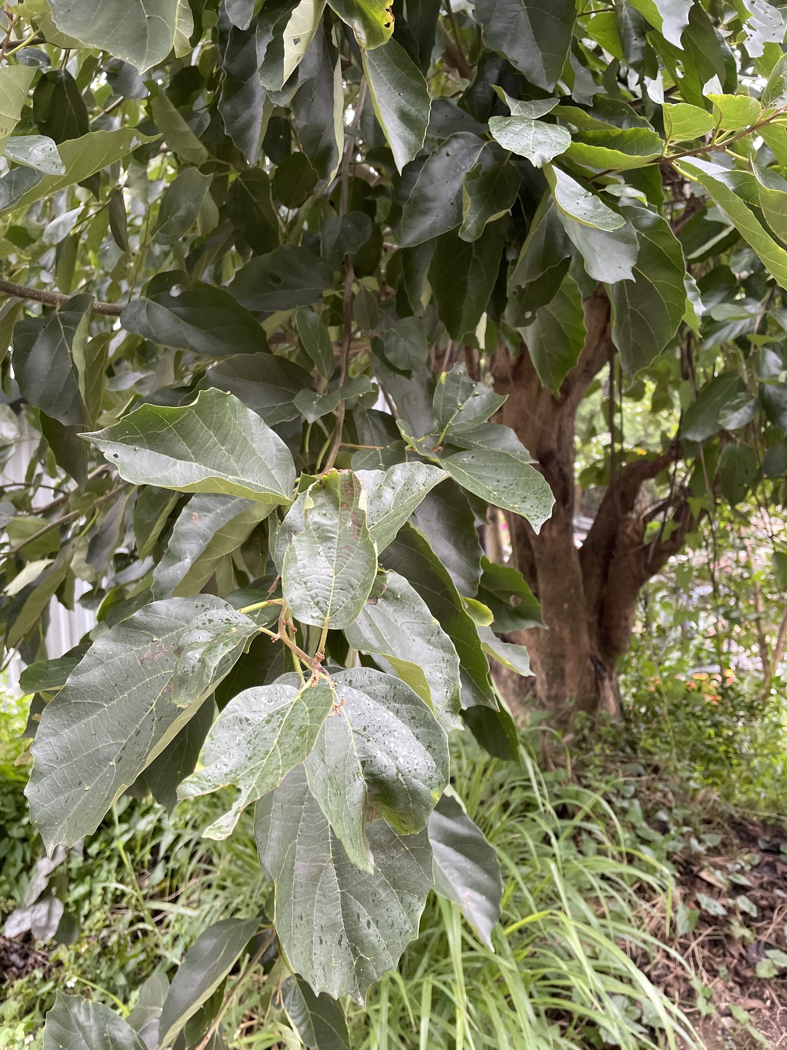 Imagem de Pombeiro