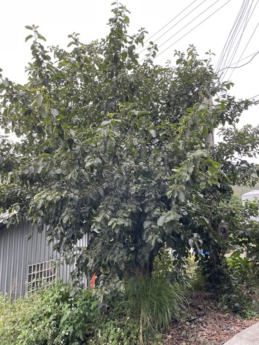 Foto de Pombeiro