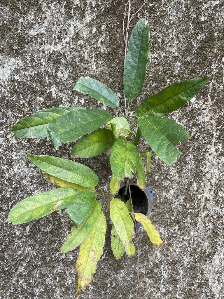 Foto de Marupazinho