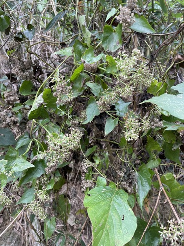 Foto de Serrapilheira